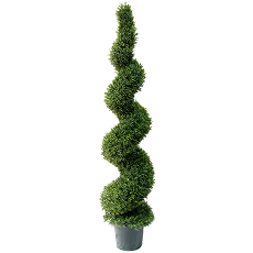 Cypress Tree Spiral Topiary