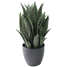 Snake Plant