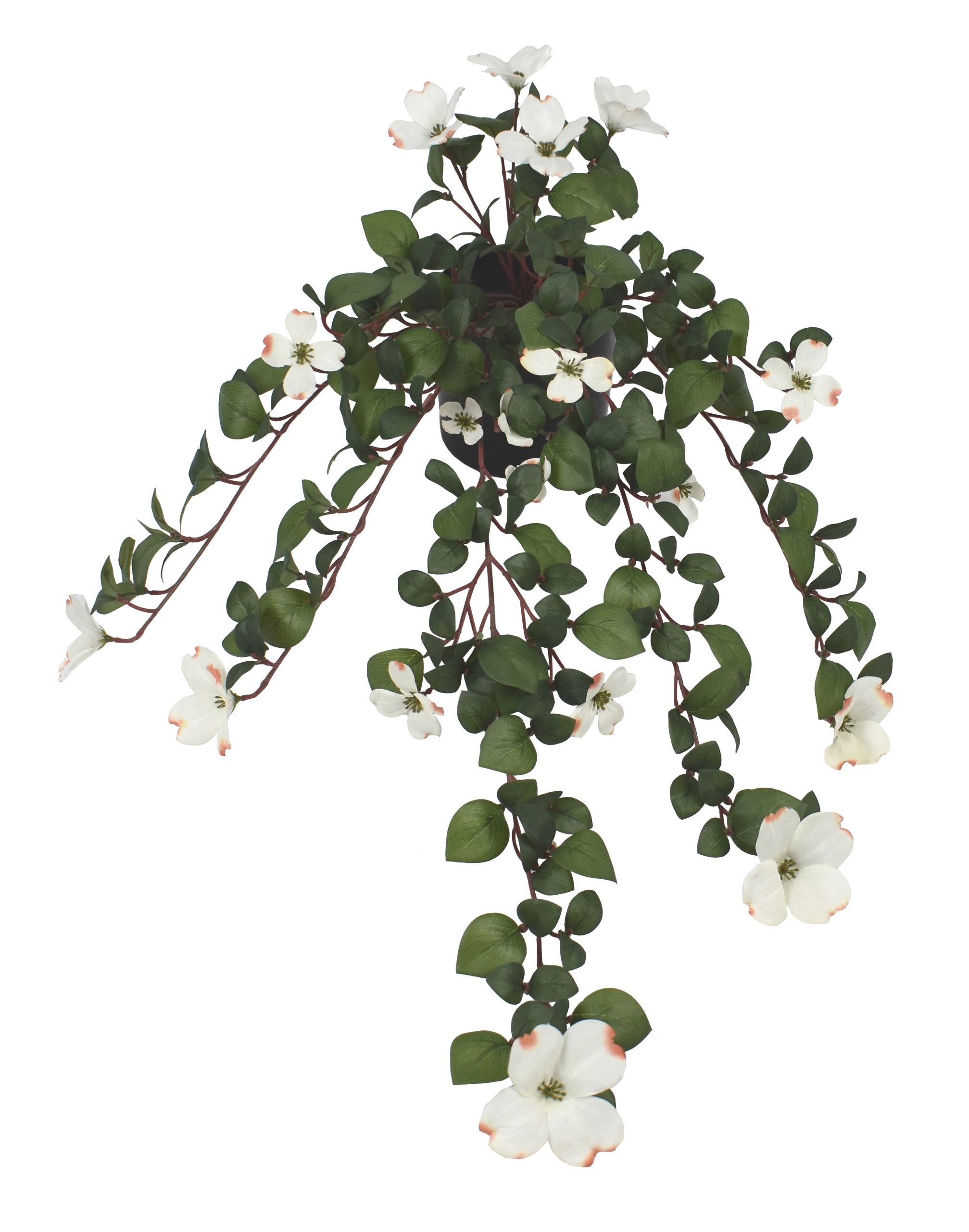 28.5″ Rhodora Bush x12 w/270Lvs, 18Flowers.