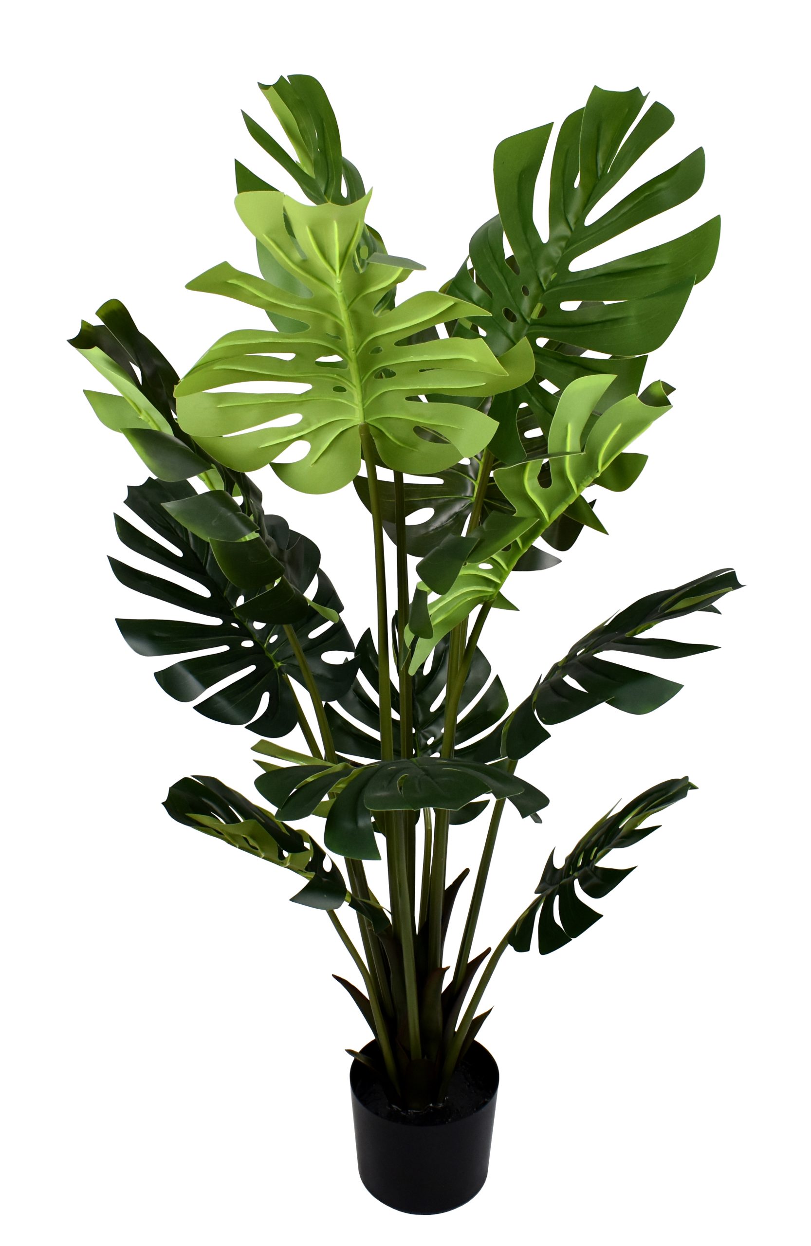 48″ Monstera Plant w/12Lvs.