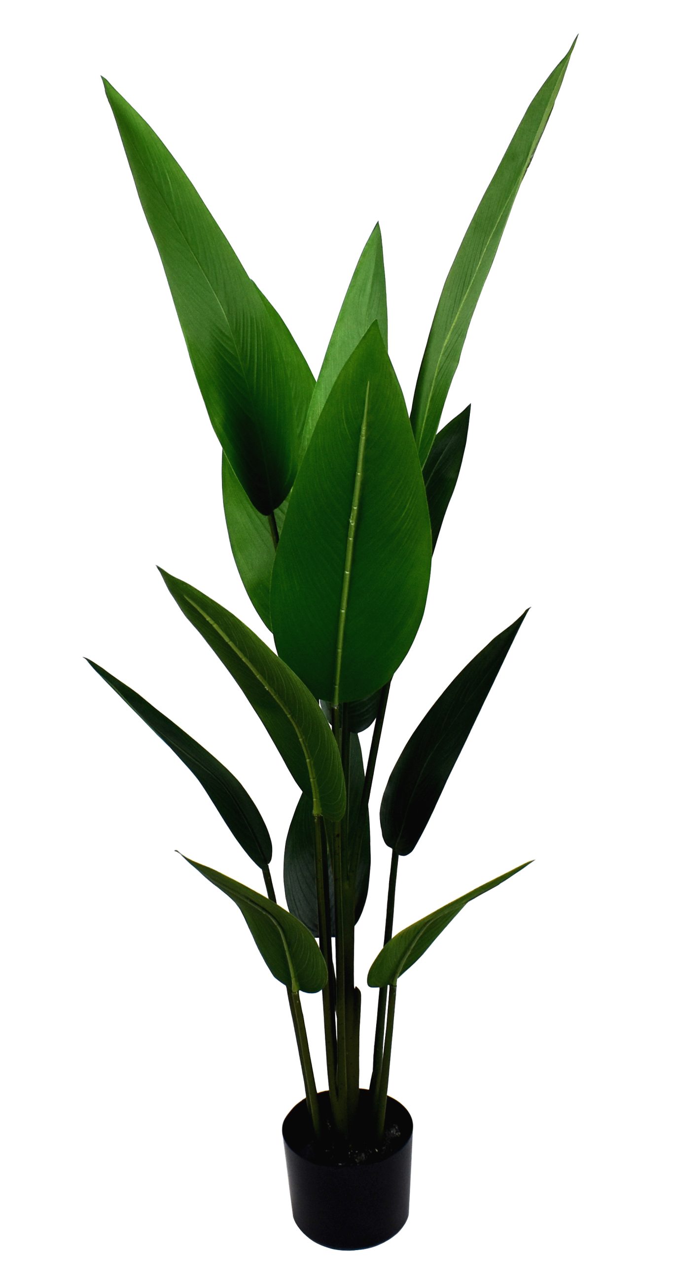 48″ Bird of Paradise w/12Lvs.