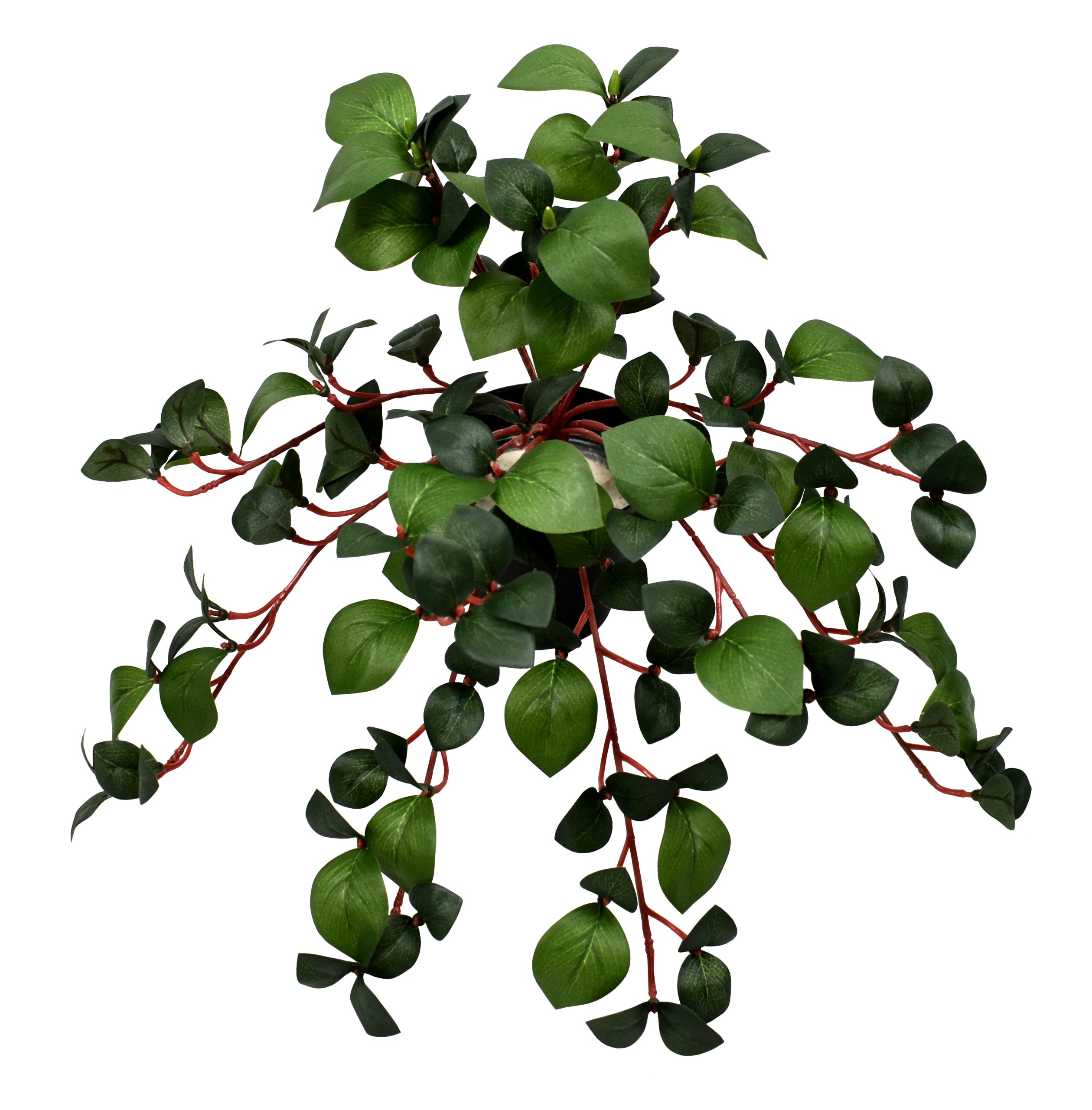 14″ Rhodora Bush x13 w/160Lvs.