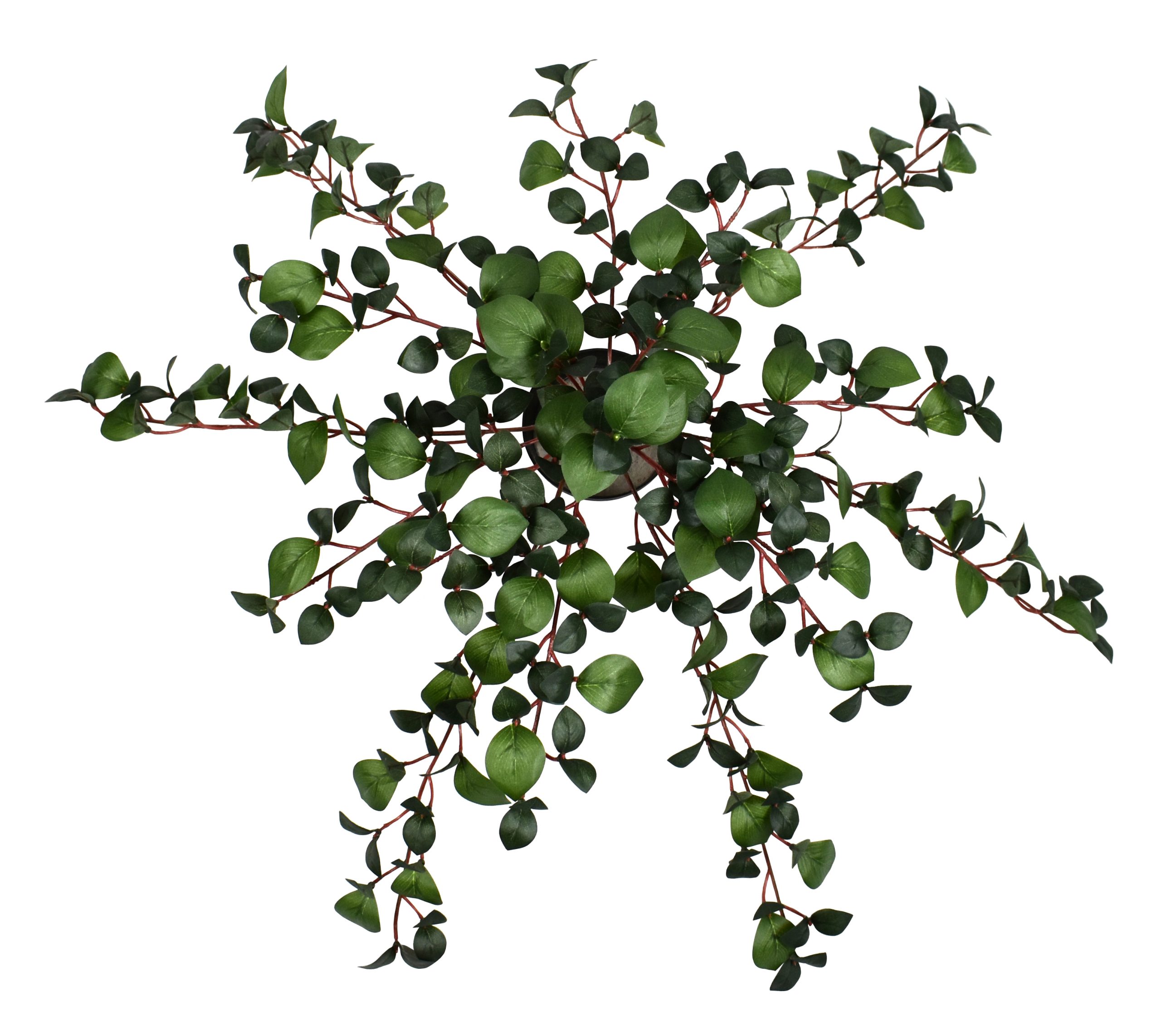 19.5″ Rhodora Bush x18 w/348Lvs.