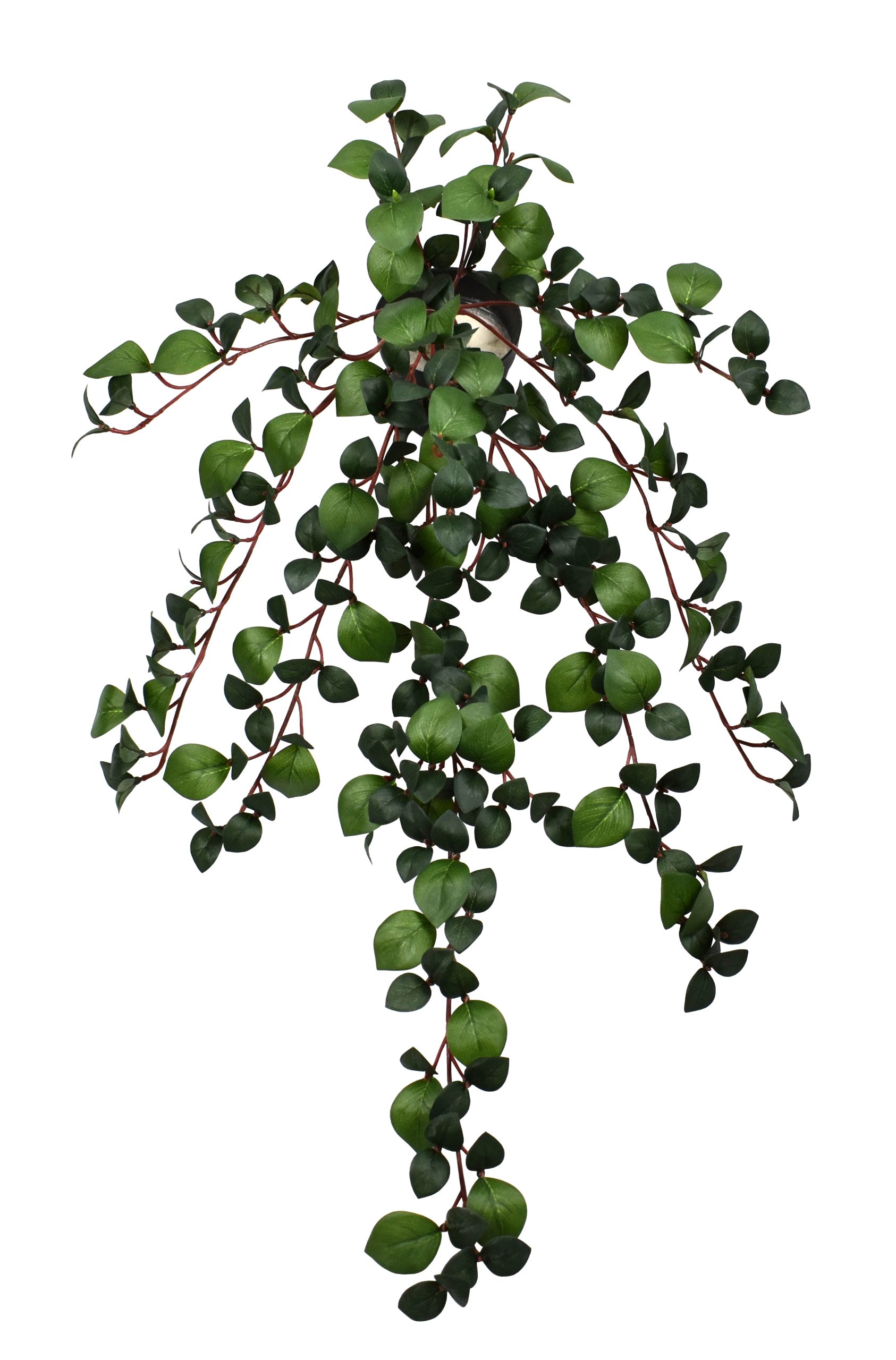 28″ Rhodora Bush x12 w/306Lvs.