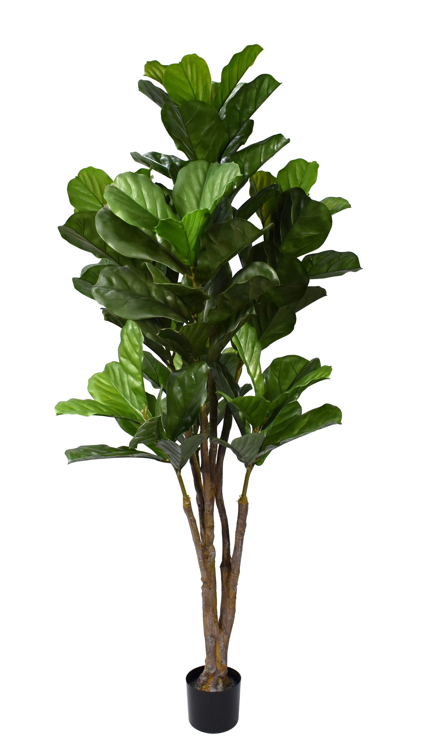 78″ UV Resistant Plastic Giant Fiddle Tree x2 w/80Lvs.