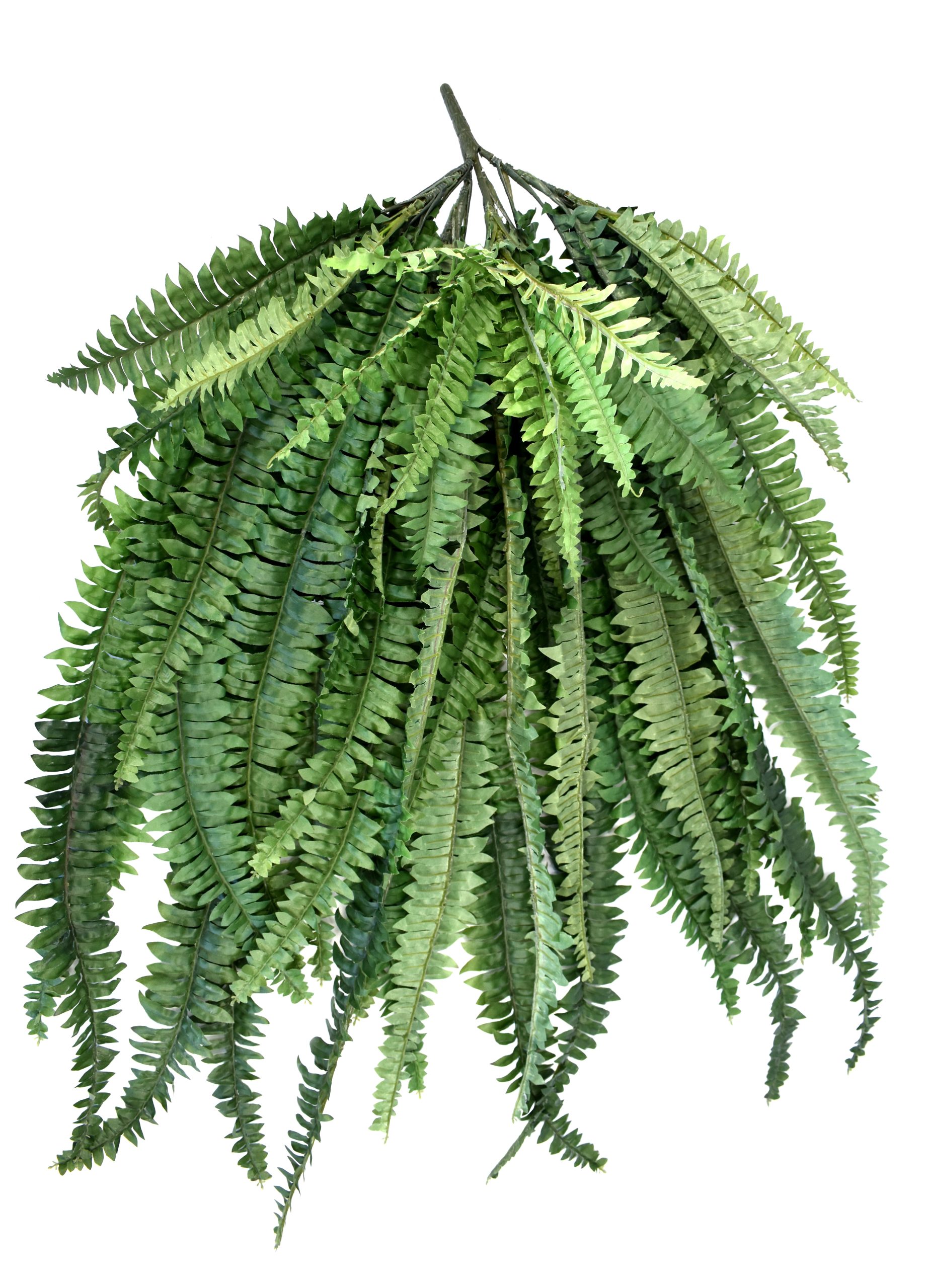 45″ Big Leather Fern Bush x5