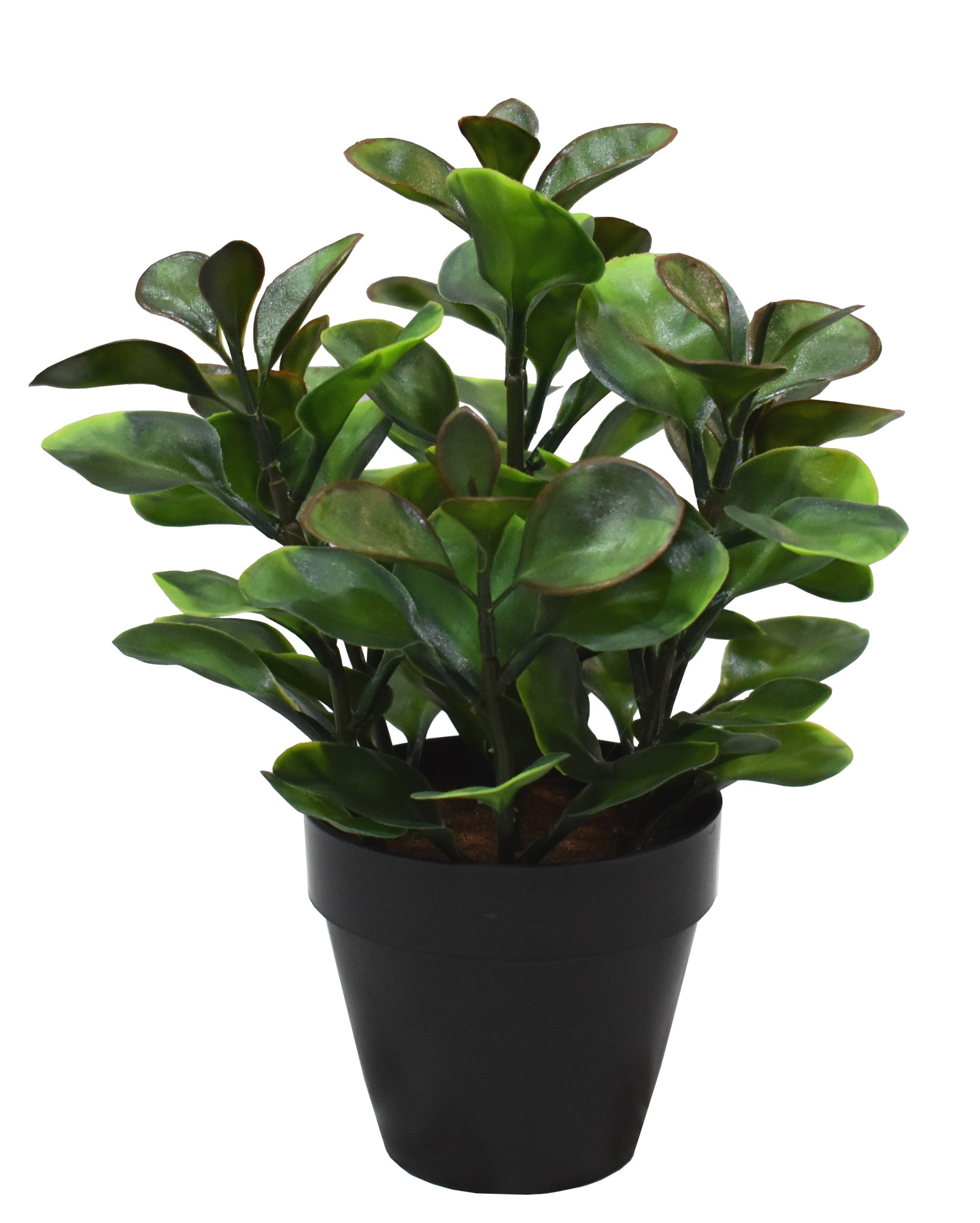 11.5″ UV Resistant Plastic Money Ficus Small Plant x7 w/59Lvs.
