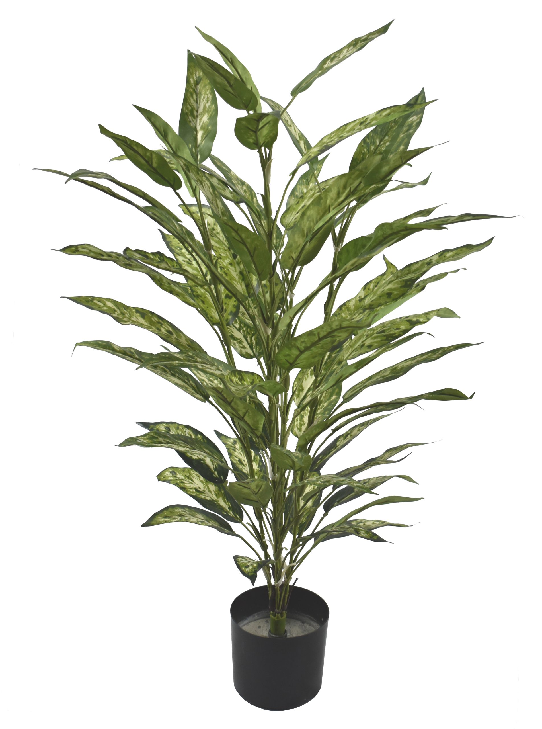 33″ Aglaonema Bush x5w/72Lvs.