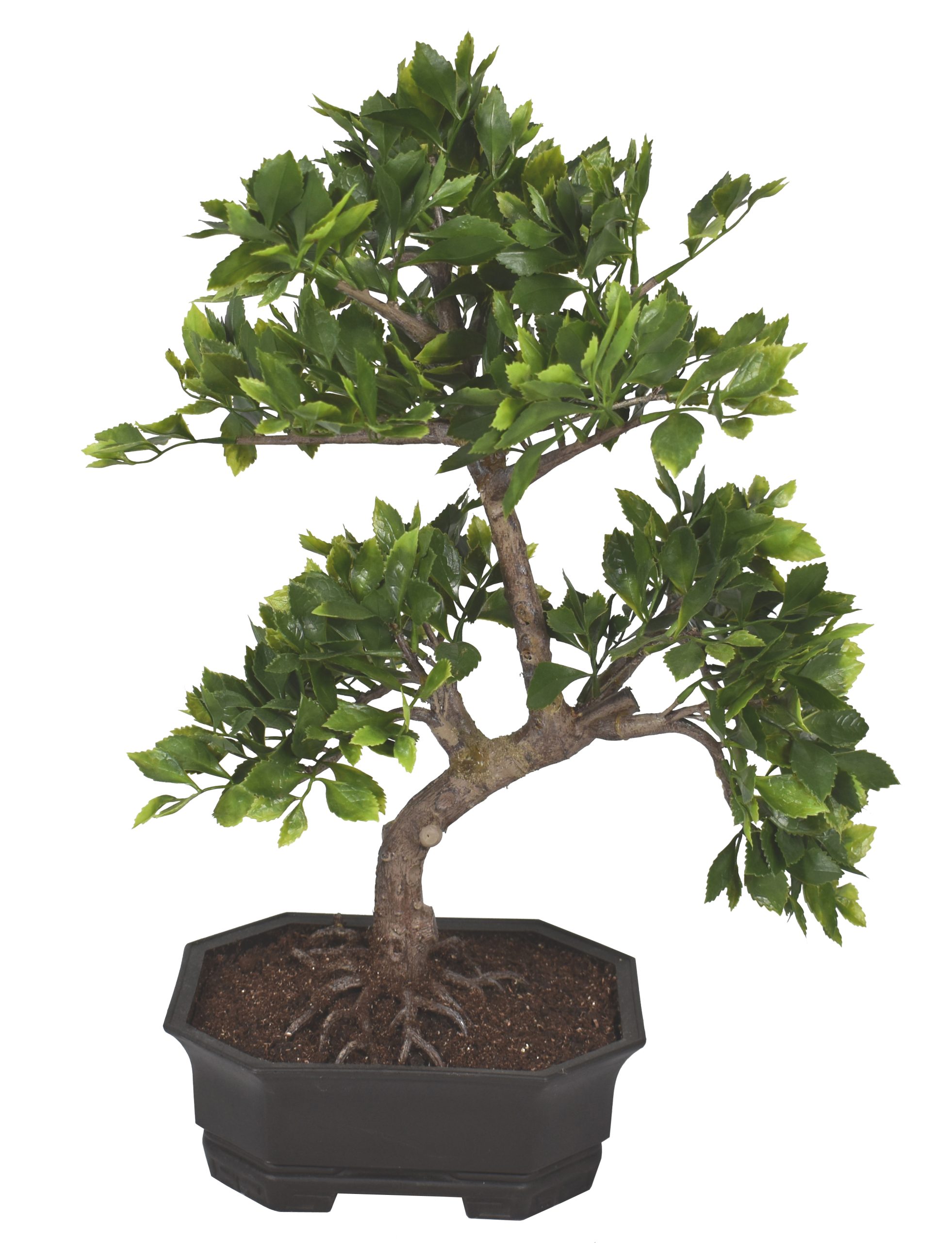 22″ UV Resistant Plastic Golden Leaf Bonsai w/133Lvs.
