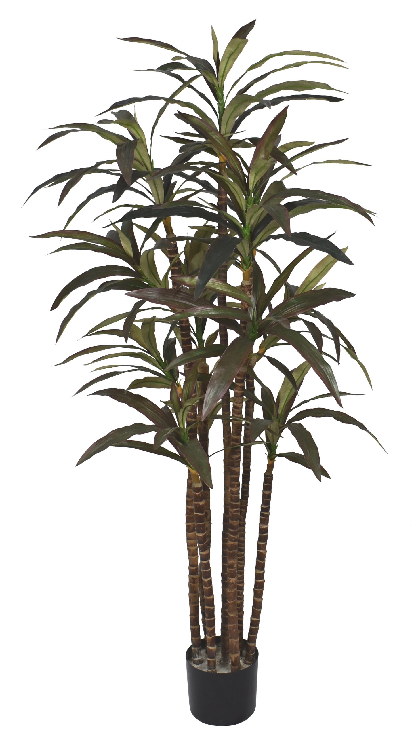 60″ Dracaena Plant x7 w/ 170Lvs.