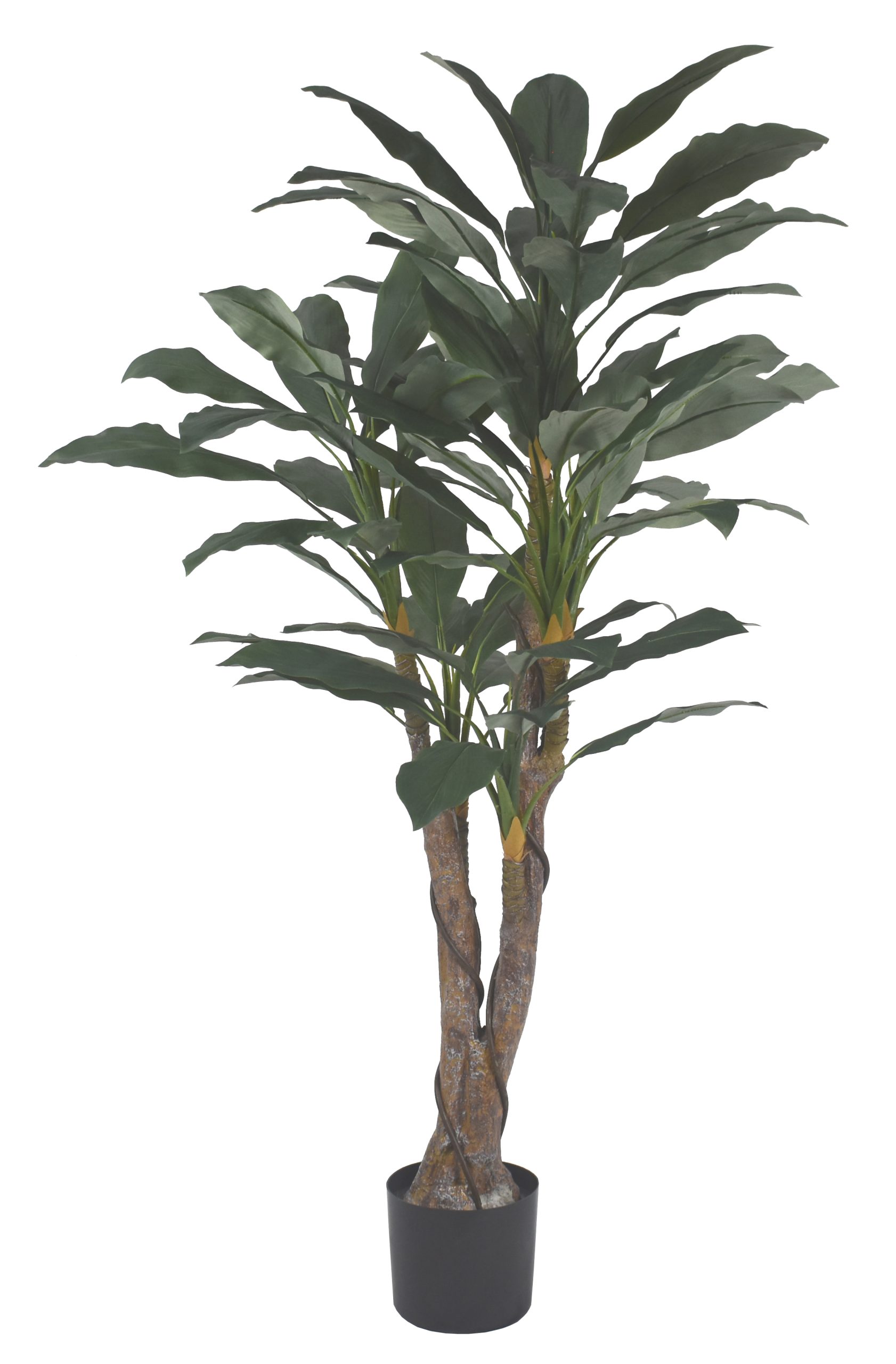 54″ Green Caladium Tree x6 W/72Lvs.