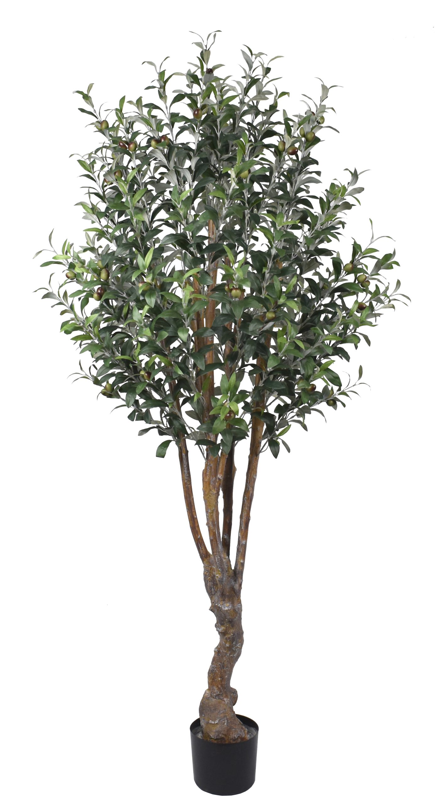 72″ Olive Tree w/1804Lvs. w/ 84Berries