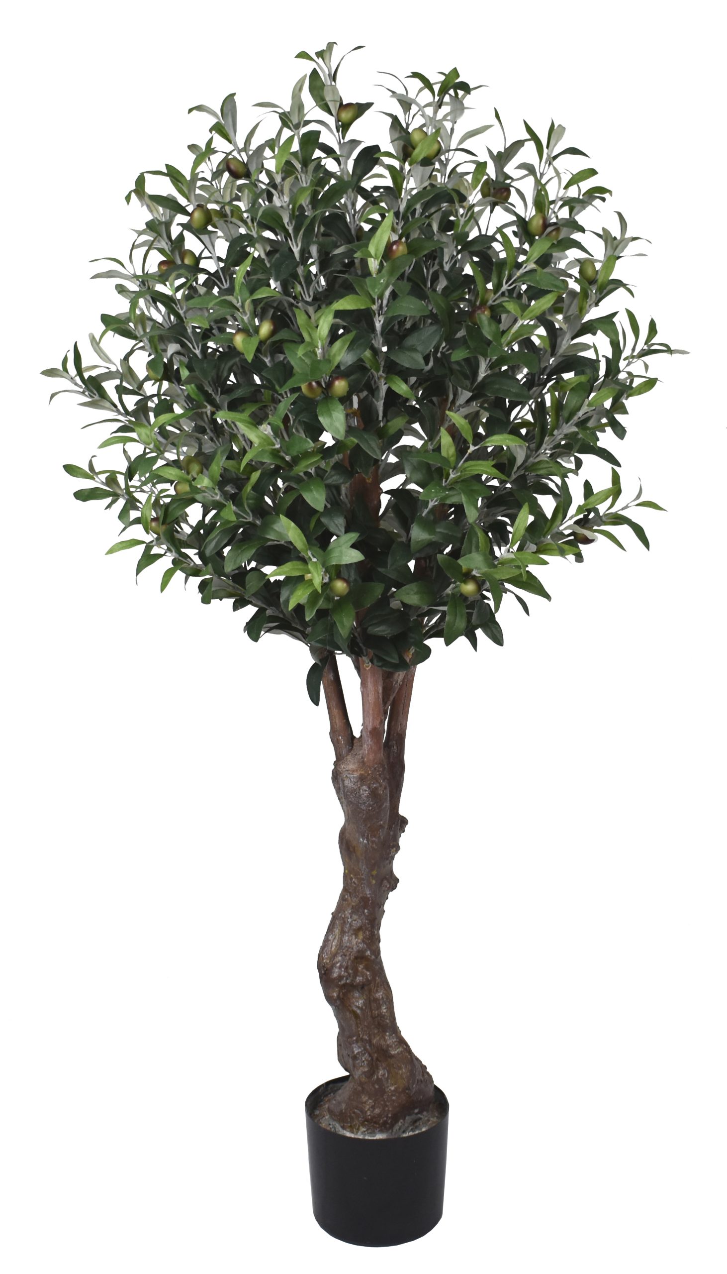54″ Olive Tree w/ 1364Lvs. w/60Berries.