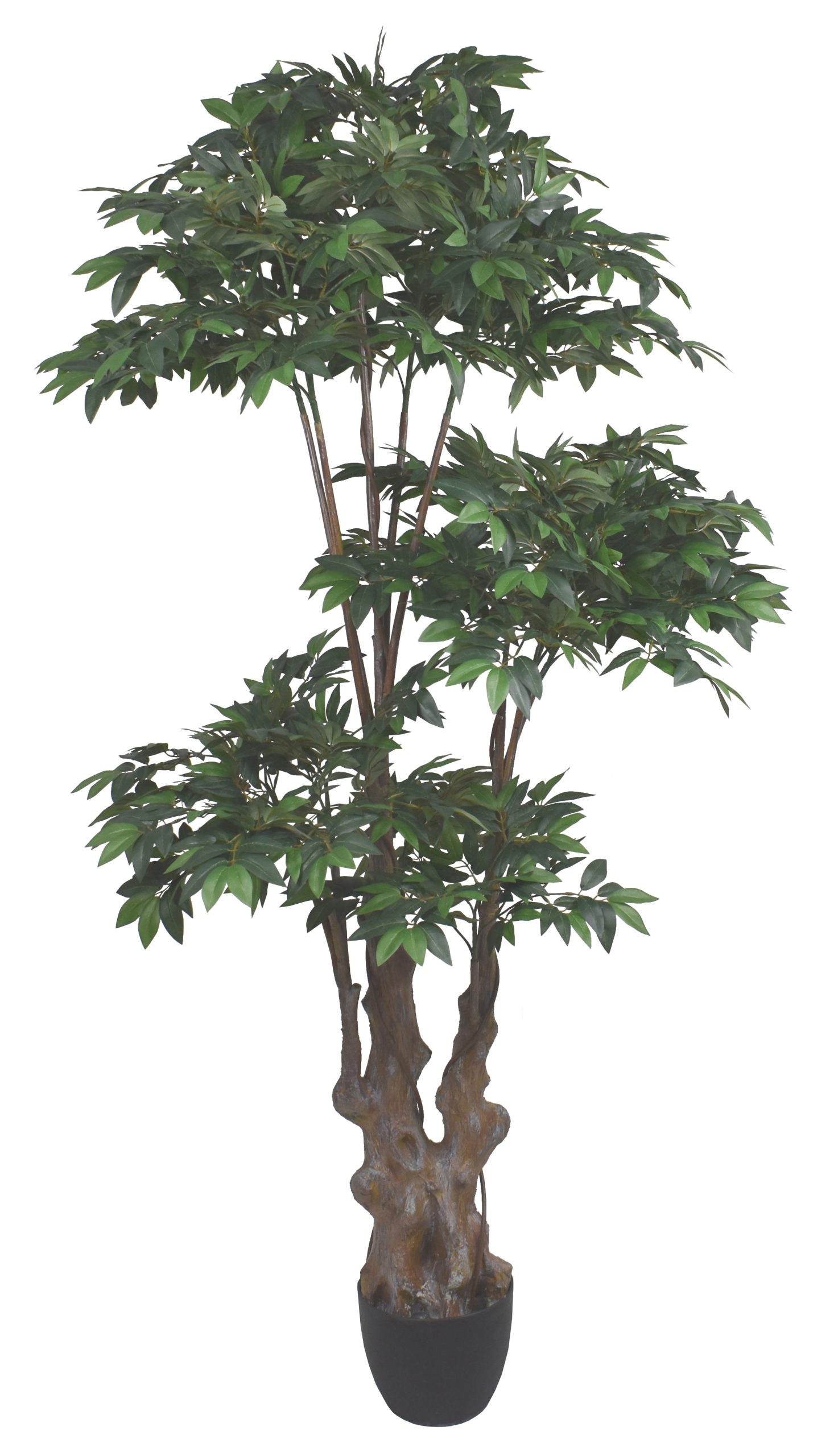 72″ Lychee Tree x5 w/2904Lvs.