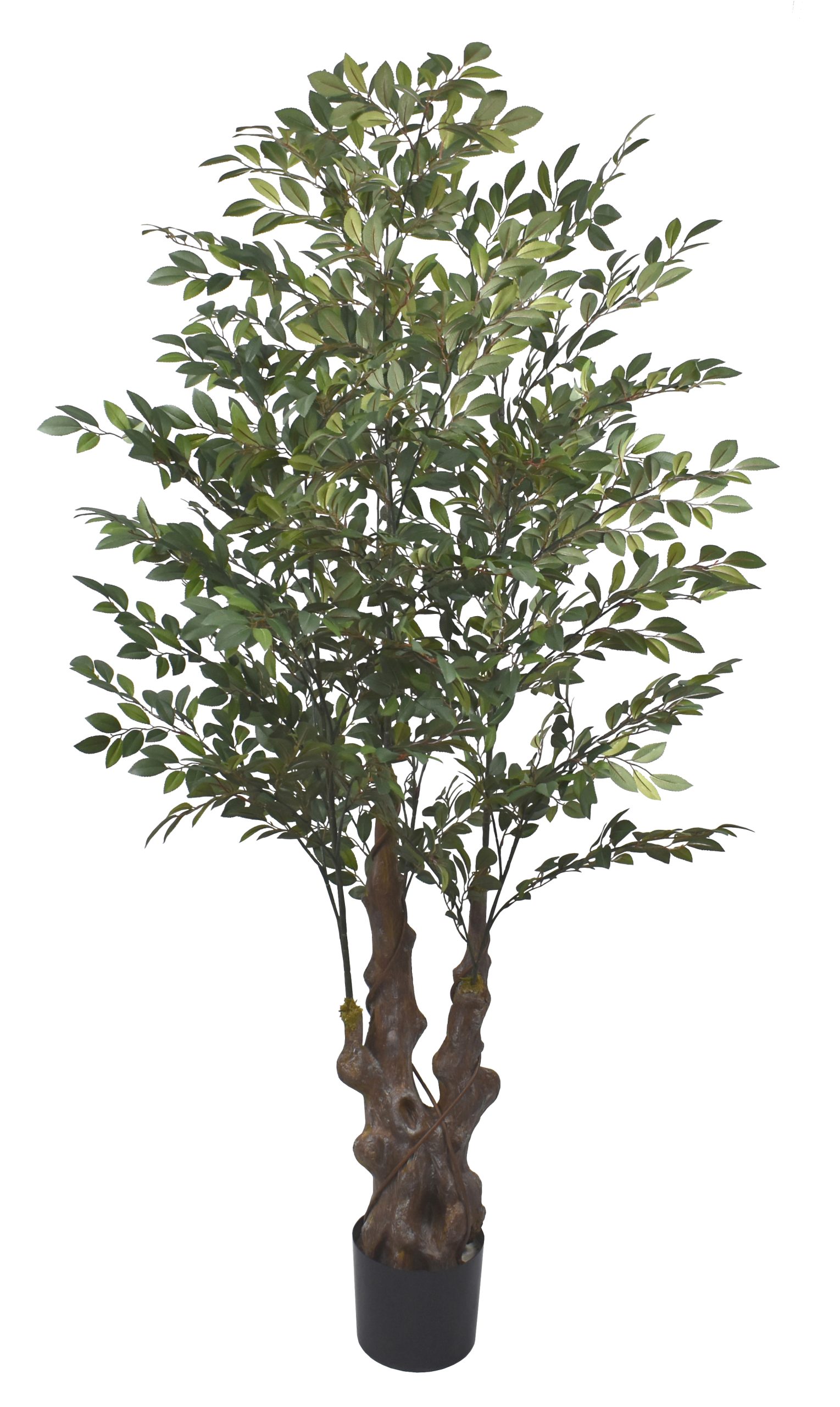 72″ Tea Tree w /1960Lvs.