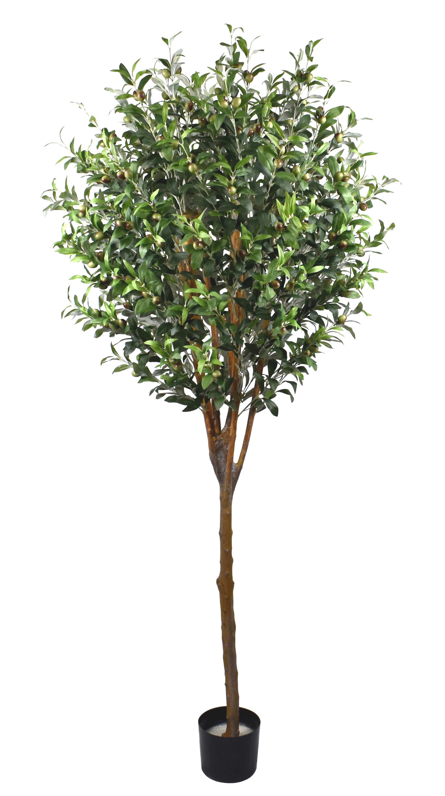 78″ Olive Tree w/2640Lvs.240Berries