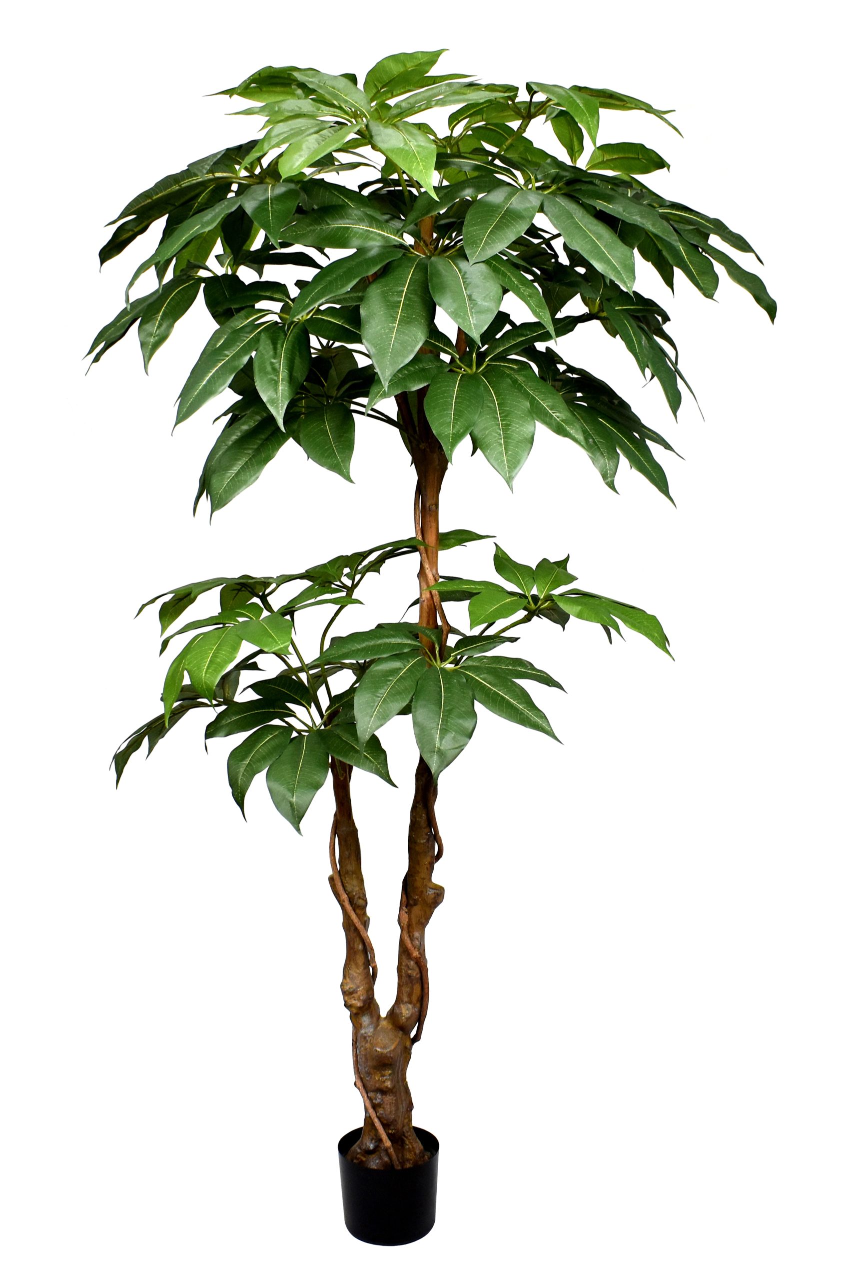 72″ New Giant Scheflera Tree w/240Lvs.