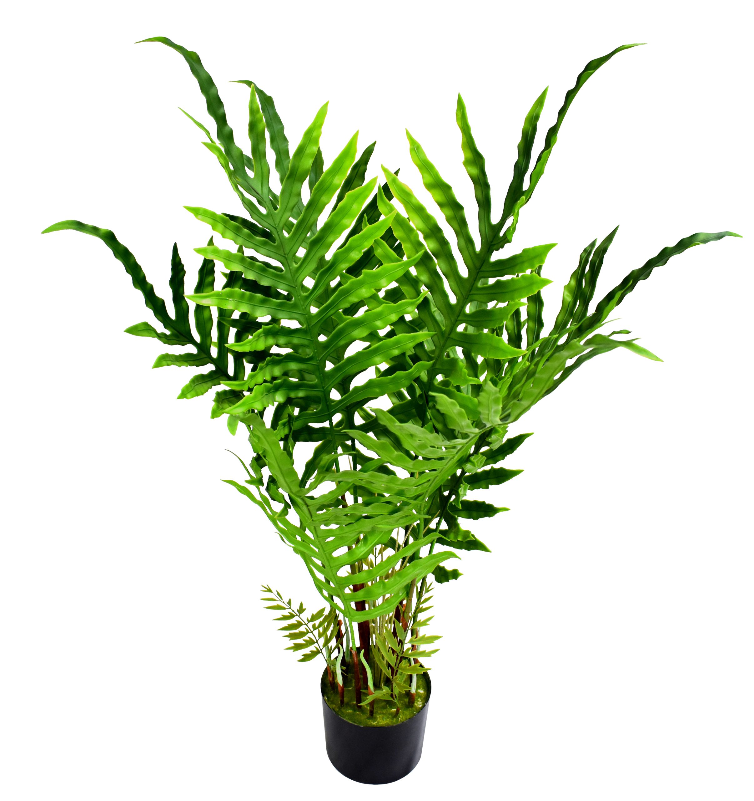 120CM Cycad-Fern w/8Lvs.