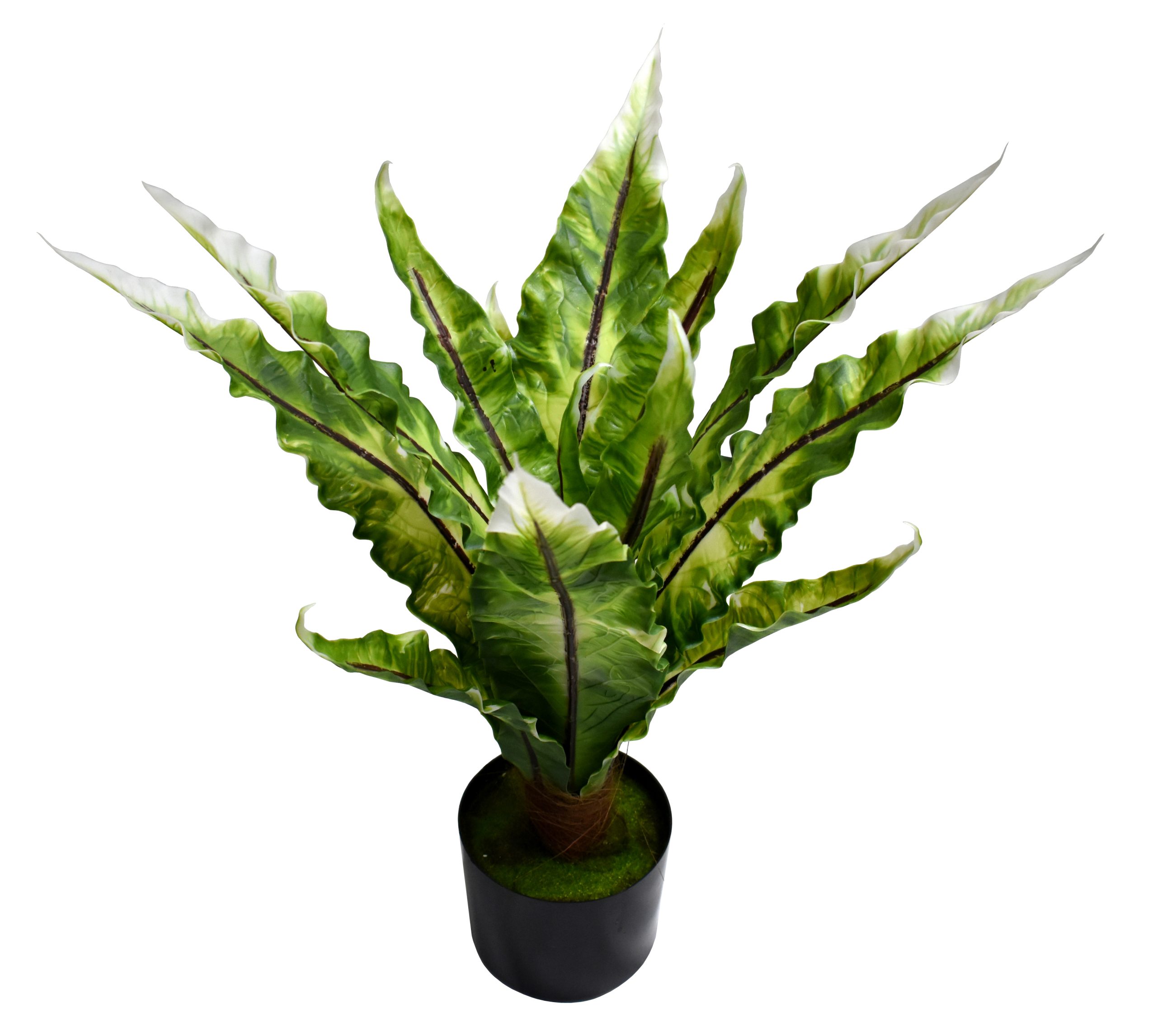 70CM Nest fern w/12Lvs.