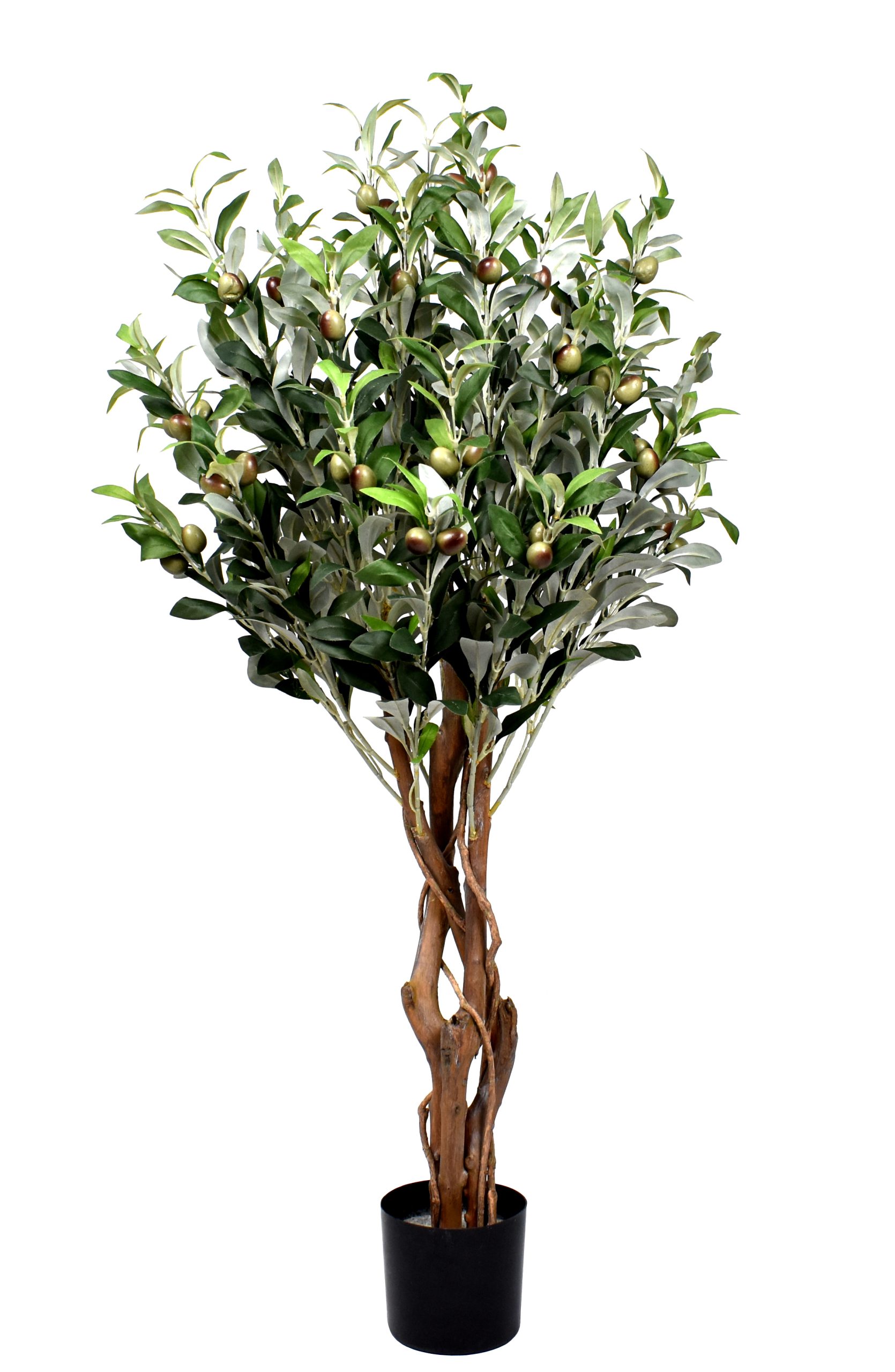 42″ Olive Tree x3 w/792Lvs.72Berries